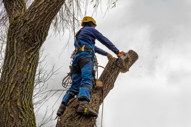 Best Tree Disease Treatment  in Cooperstown, NY