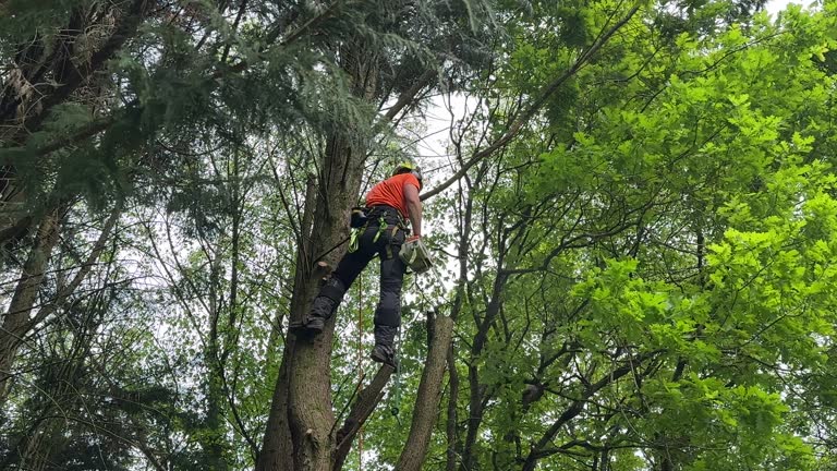 How Our Tree Care Process Works  in  Cooperstown, NY