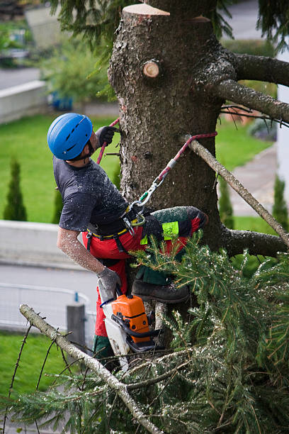 Best Tree Maintenance Programs  in Cooperstown, NY