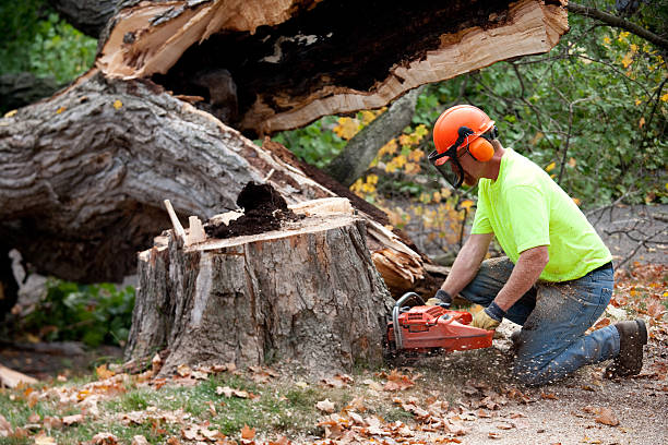 Best Tree Trimming and Pruning  in Cooperstown, NY